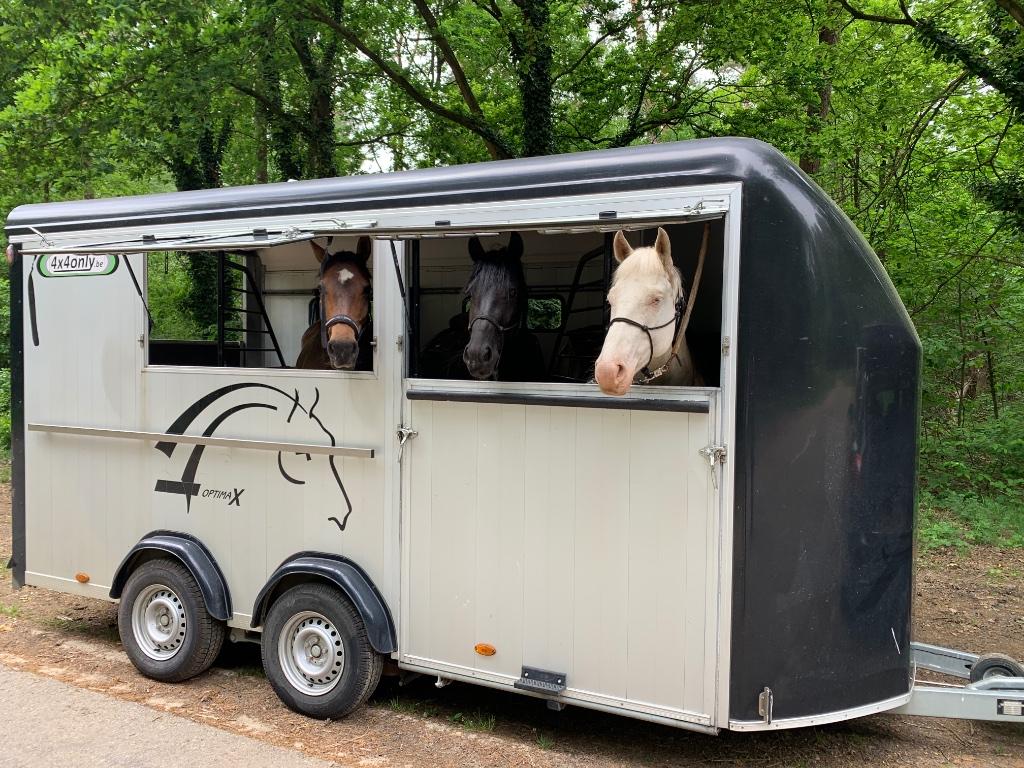 paardencamionette als nieuw te huur b-rijbewijs vanaf 100 €, Dieren en Toebehoren, Paarden, Meerdere dieren, B