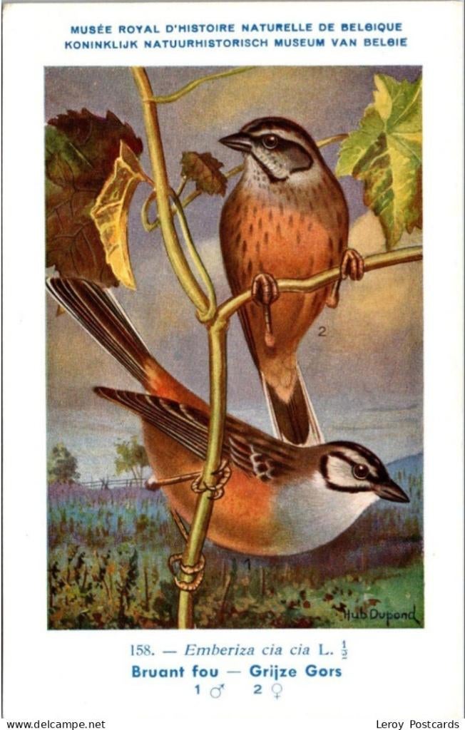 Grijze Gors – Nº 158 – Antique Belgian Museum History Print, Collections, Cartes postales | Animaux, Envoi, Non affranchie, Oiseaux