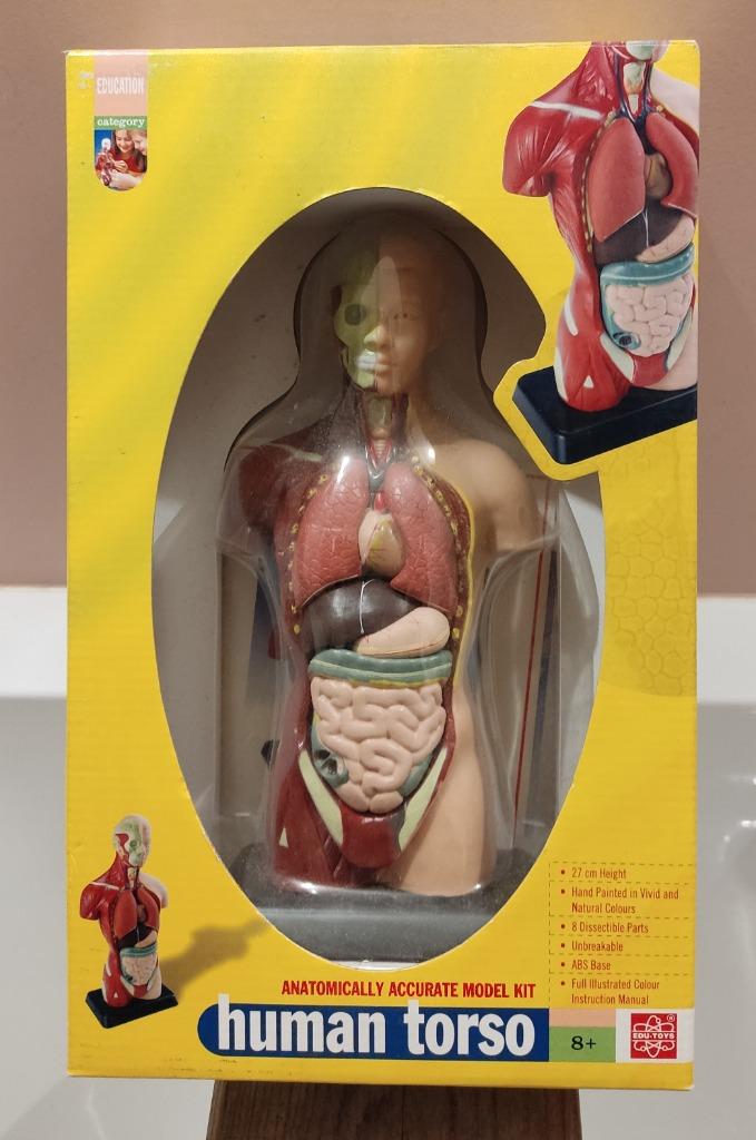 Jouets EDU à torse humain, Enfants & Bébés, Enlèvement ou Envoi, Comme neuf, Découverte