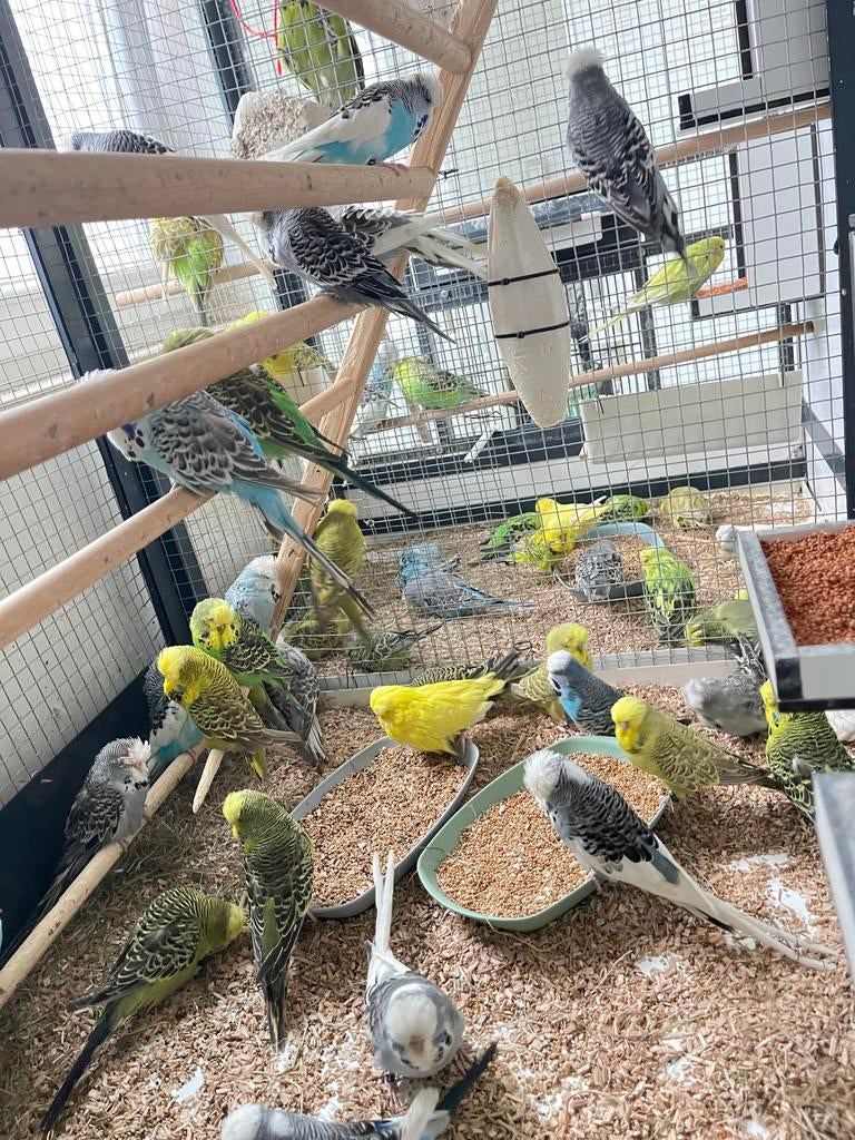 Er zijn jonge Engelse grasparkieten., Dieren en Toebehoren, Vogels | Parkieten en Papegaaien, Geslacht onbekend, Parkiet, Geringd