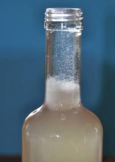 Azijnaaltjes, Dieren en Toebehoren, Ophalen, Nieuw