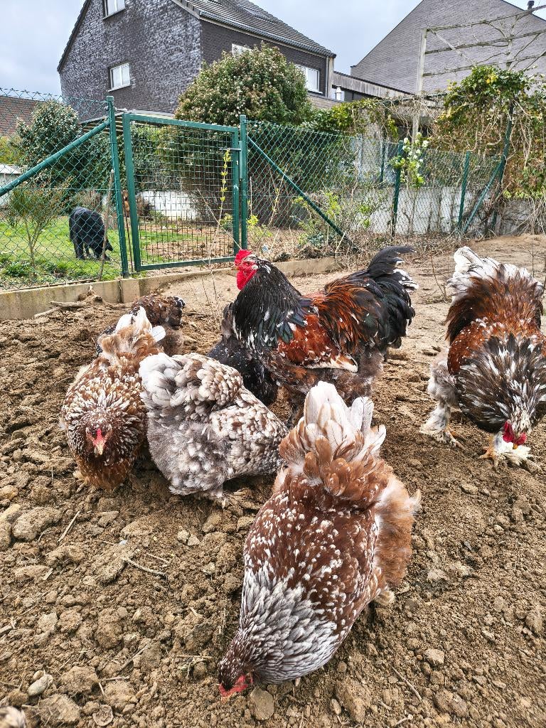 Brahma porselein haan, Mâle, Poule ou poulet
