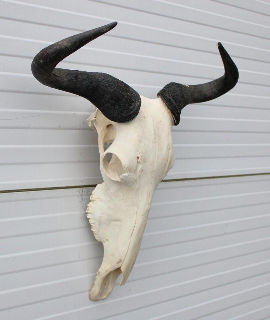 Schedel GNU / WILDEBEEST - met kiezen - gewei (ref. K), Collections, Collections Animaux, Enlèvement ou Envoi, Utilisé, Animal sauvage