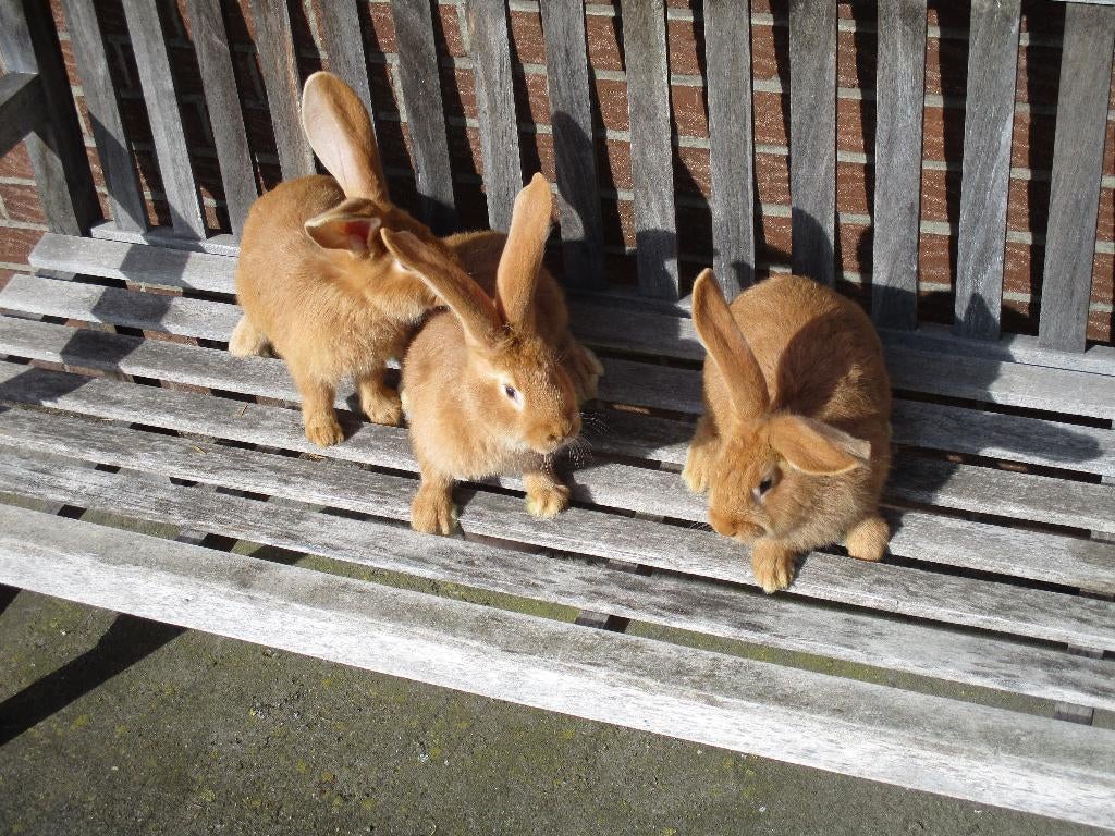 geel vlaamse reus zuiver ras, Dieren en Toebehoren, Konijnen, Mannelijk, Groot, 0 tot 2 jaar