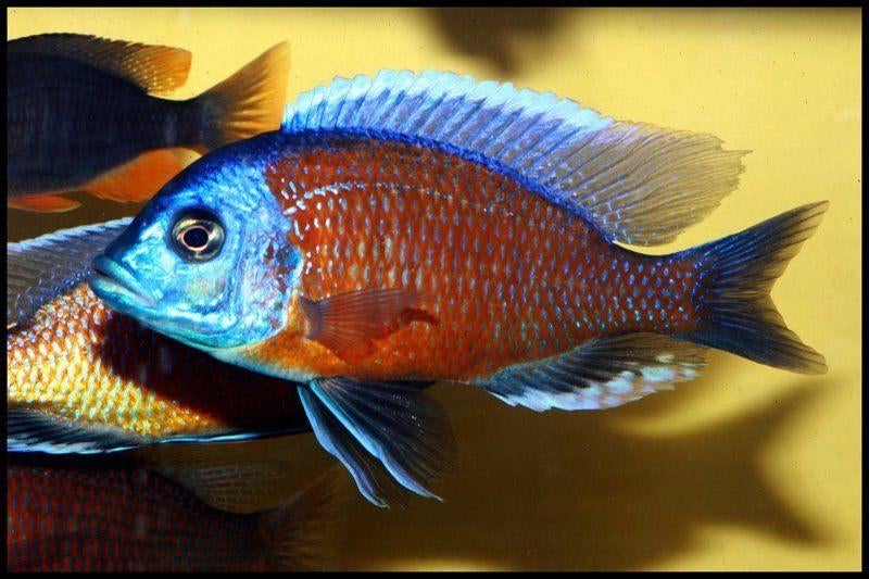 Malawi Cichliden, Dieren en Toebehoren, Vis, Zoetwatervis