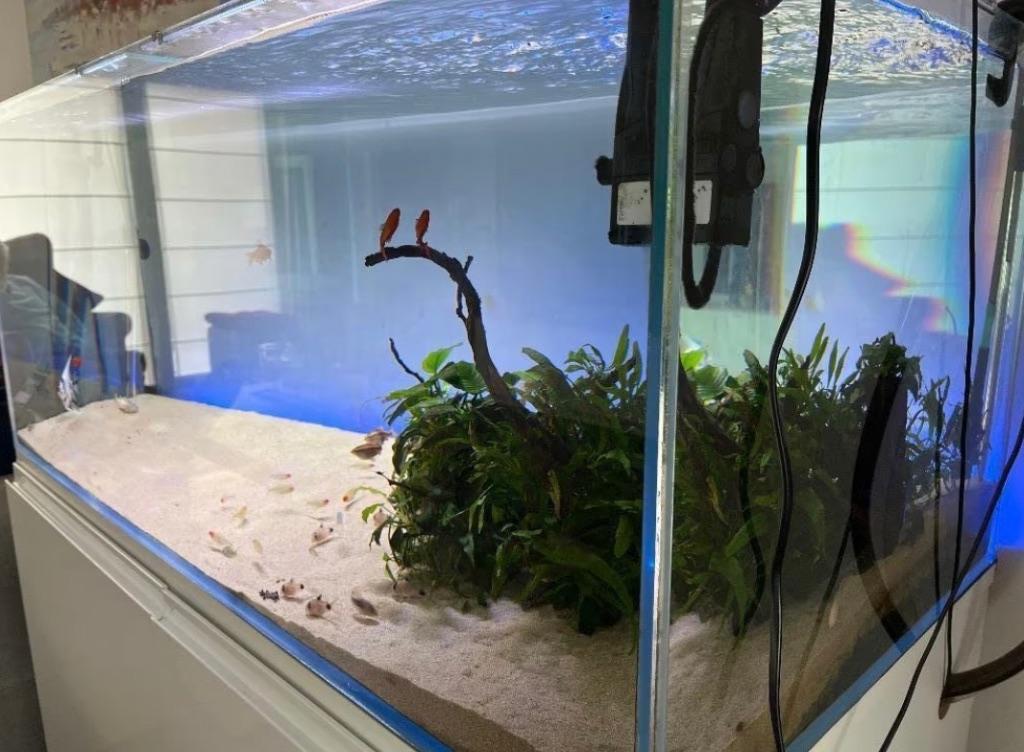 Aquarium, Aquarium d'eau douce rempli, Poissons inclus, Comme neuf, Enlèvement