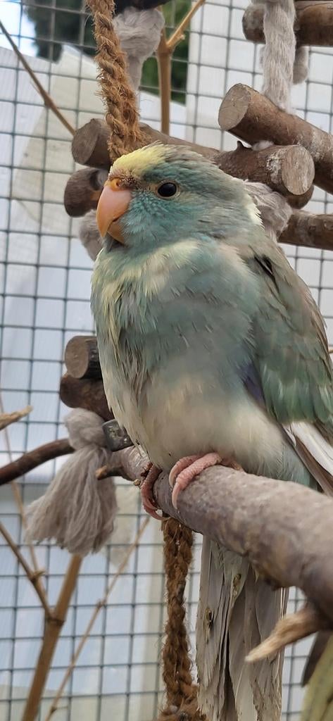 Kakariki  male, Mâle