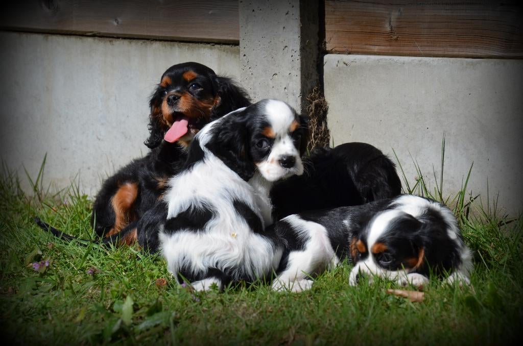 Chiots Cavalier King Charles Spaniel, Plusieurs, Hépatite contagieuse (maladie de Rubarth), Belgique, Plusieurs animaux