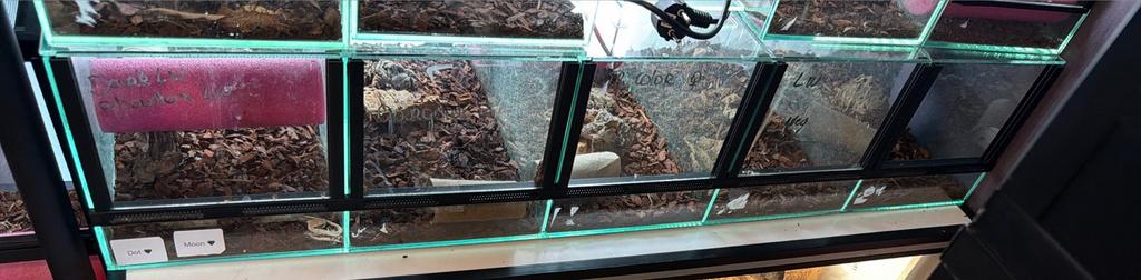 Terrarium straat, Animaux & Accessoires, Enlèvement, Comme neuf