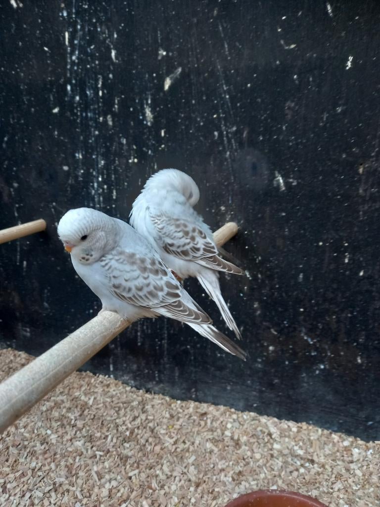 Split blackface parkieten, Animaux & Accessoires