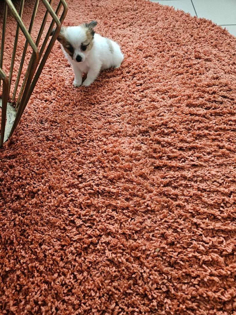 Prachtig chihuahua pupy reutje, Dieren en Toebehoren, Parvo, België, Particulier, 8 tot 15 weken