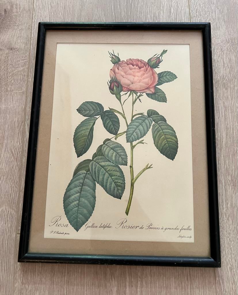 Tekening roos met kader, Antiek en Kunst, Ophalen