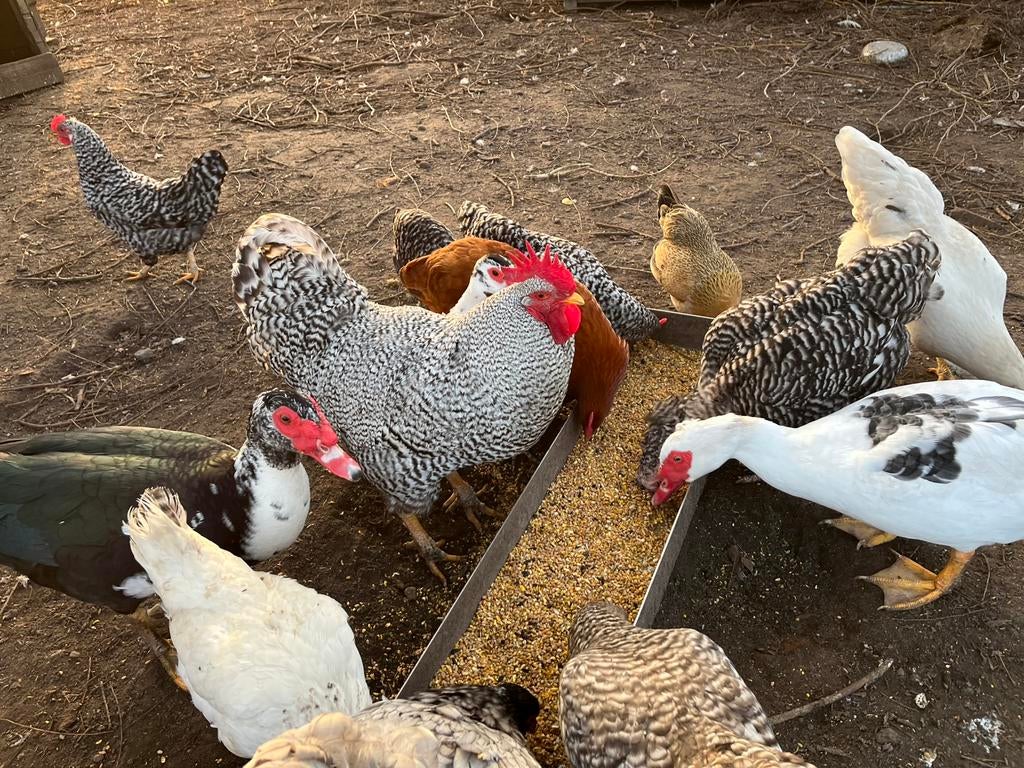 Verschillende leg en sierkippen, Dieren en Toebehoren, Pluimvee, Meerdere dieren, Kip