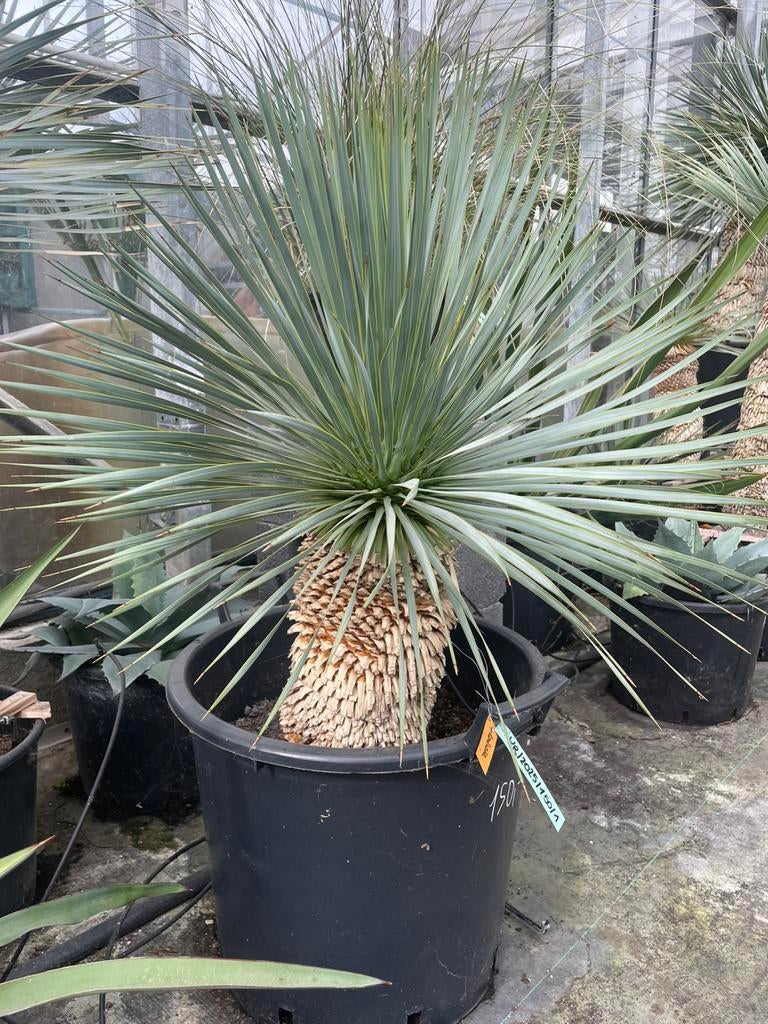 Yucca Rostrata, Lente, Minder dan 100 cm, Palmboom, Ophalen