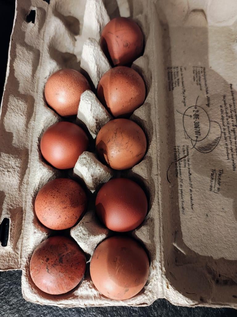 Marans broedeieren zwartkopernek hennen met een blauw kopern, Enlèvement ou Envoi