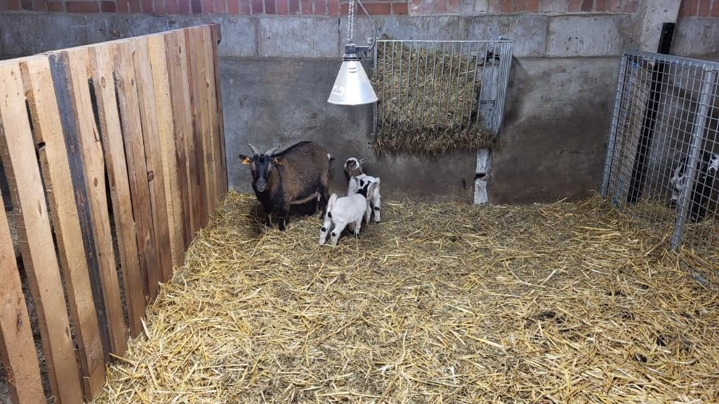 dwerggeiten, Dieren en Toebehoren, Schapen, Geiten en Varkens, Meerdere dieren, Geit