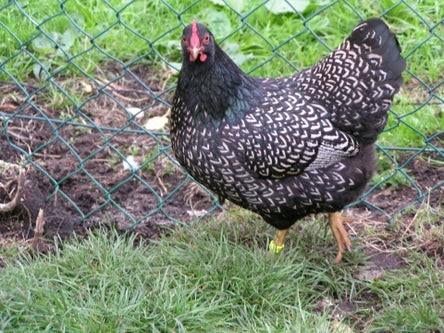 Broedeieren zilver dubbelgezoomde Barnevelders., Poule ou poulet