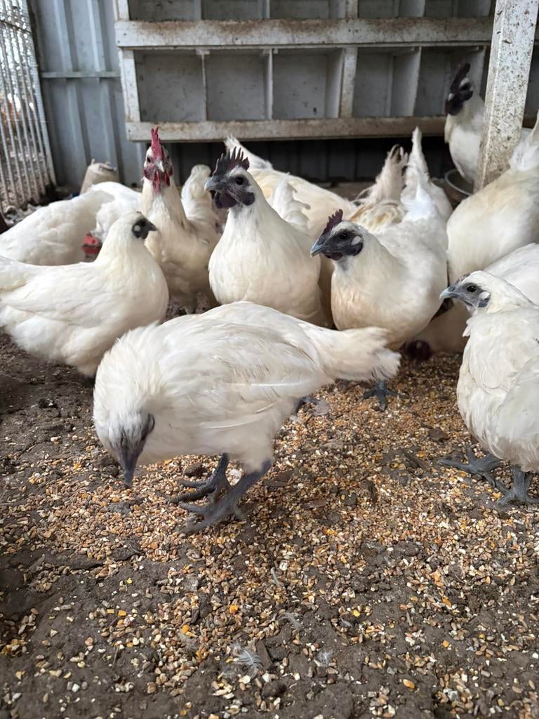 Œufs à éclore de Ga'H mong, Sexe inconnu, Poule ou poulet