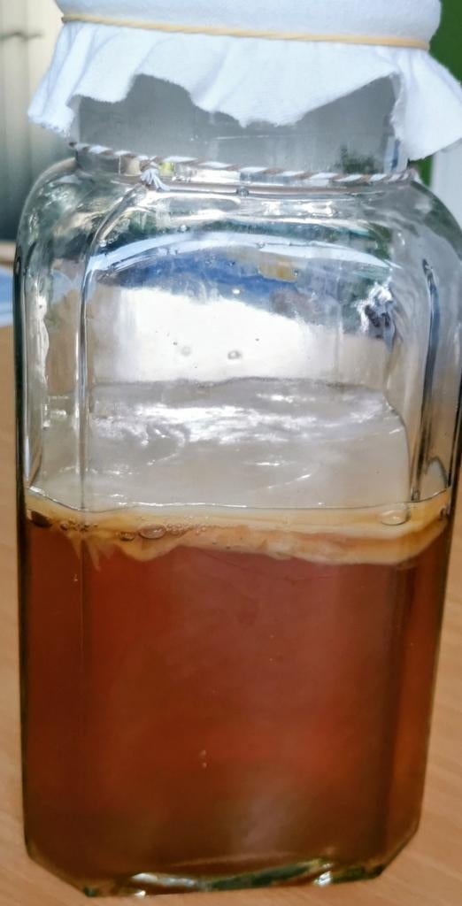 Kombucha scooby, Divers, Produits alimentaires, Enlèvement