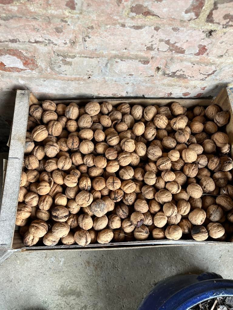 Walnoten / okkernoten, Ophalen
