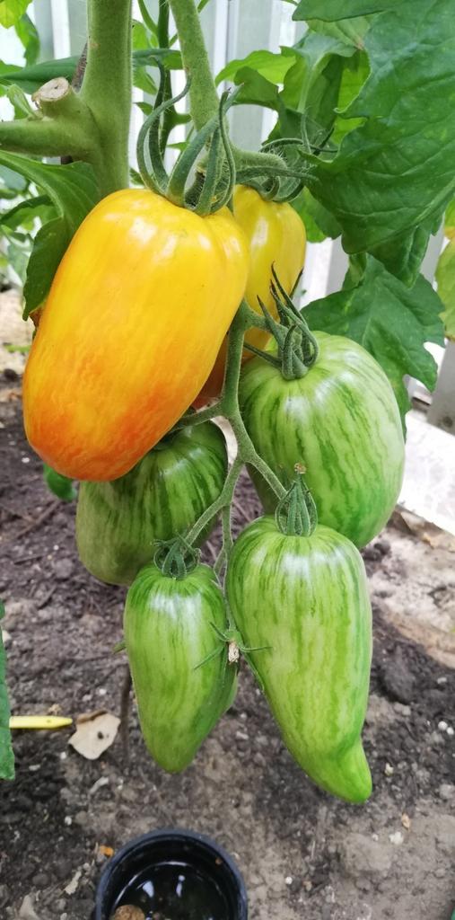 tomatenzaden Yellow fire, Tuin en Terras, Ophalen of Verzenden