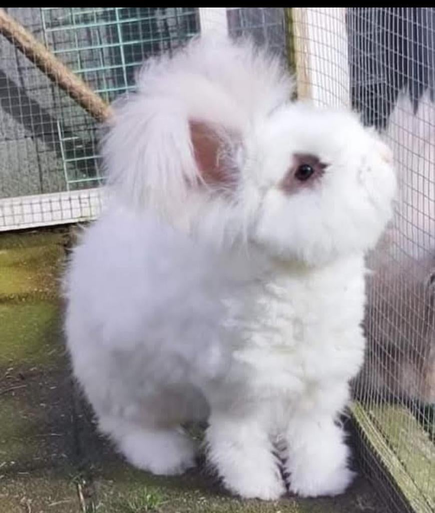 Ras zuiver Engelse Angora voedster., Animaux & Accessoires, Lapins