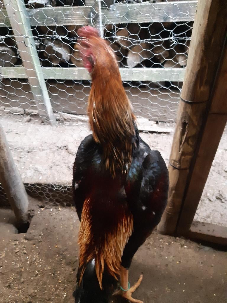 Shamo, Dieren en Toebehoren, Maart, Mannelijk