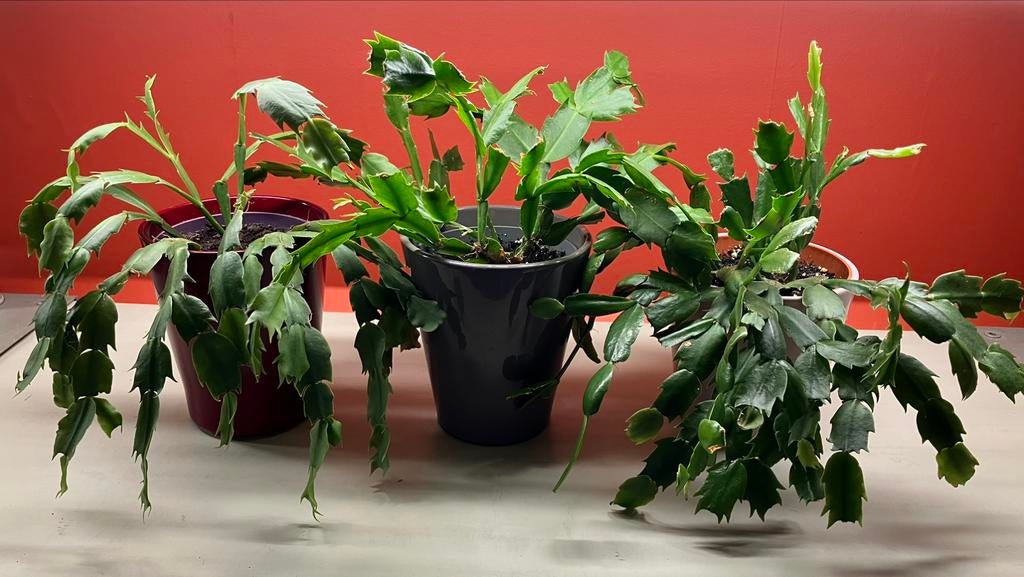 Cactus de Noël, Enlèvement ou Envoi