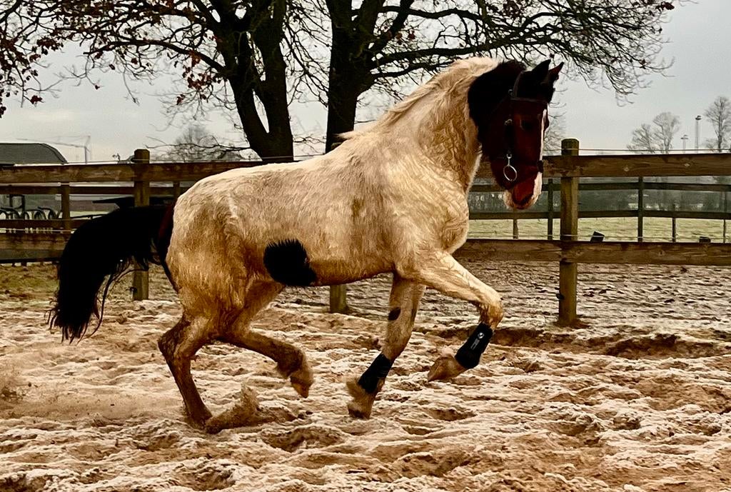 Mooie 2.5 jarige hengst, Dieren en Toebehoren, Paarden, Hengst, Minder dan 160 cm, Recreatiepaard