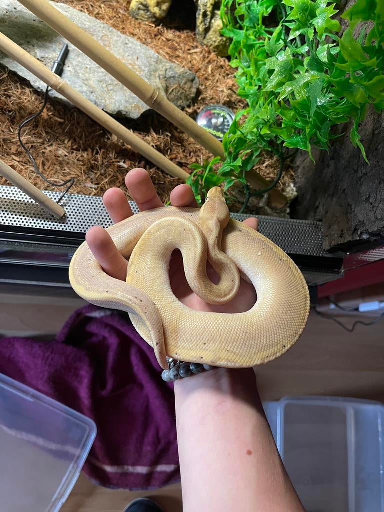 Ball Python, Dieren en Toebehoren, Slang, Met terrarium, 3 tot 6 jaar