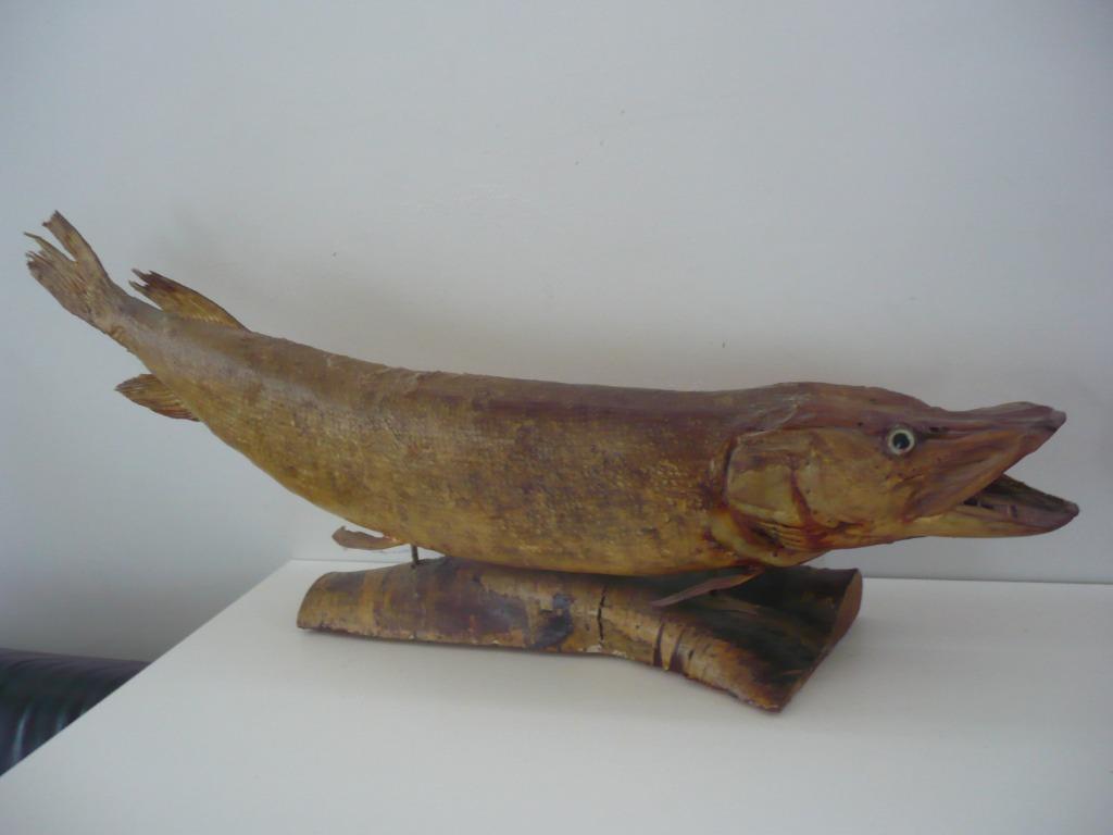 Taxidermie Grote snoek opgezet / opgezette vis, Verzamelen, Ophalen, Gebruikt, Overige soorten, Opgezet dier