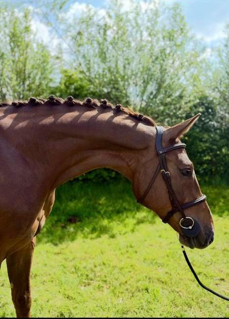 Zadelmakmaken doorrijden verkoop probleempaarden