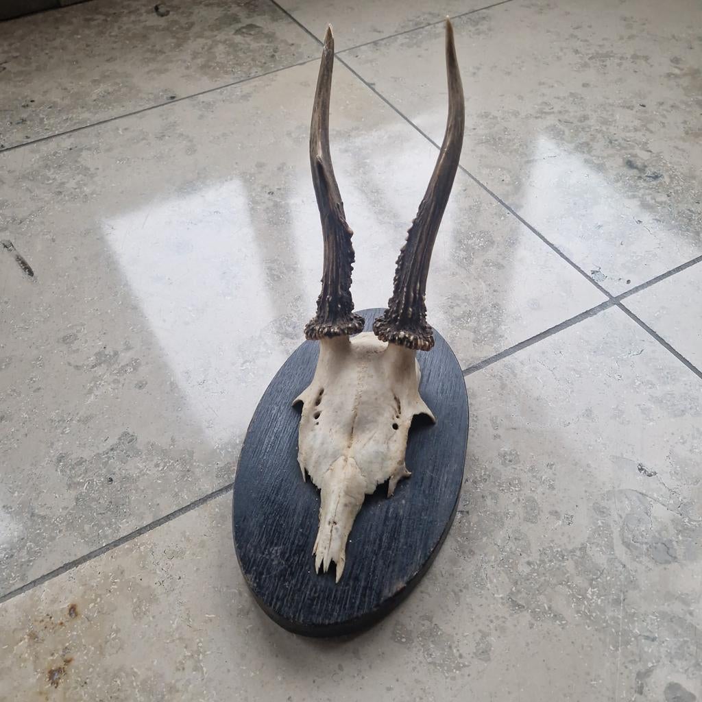 Gewei ree, Verzamelen, Ophalen