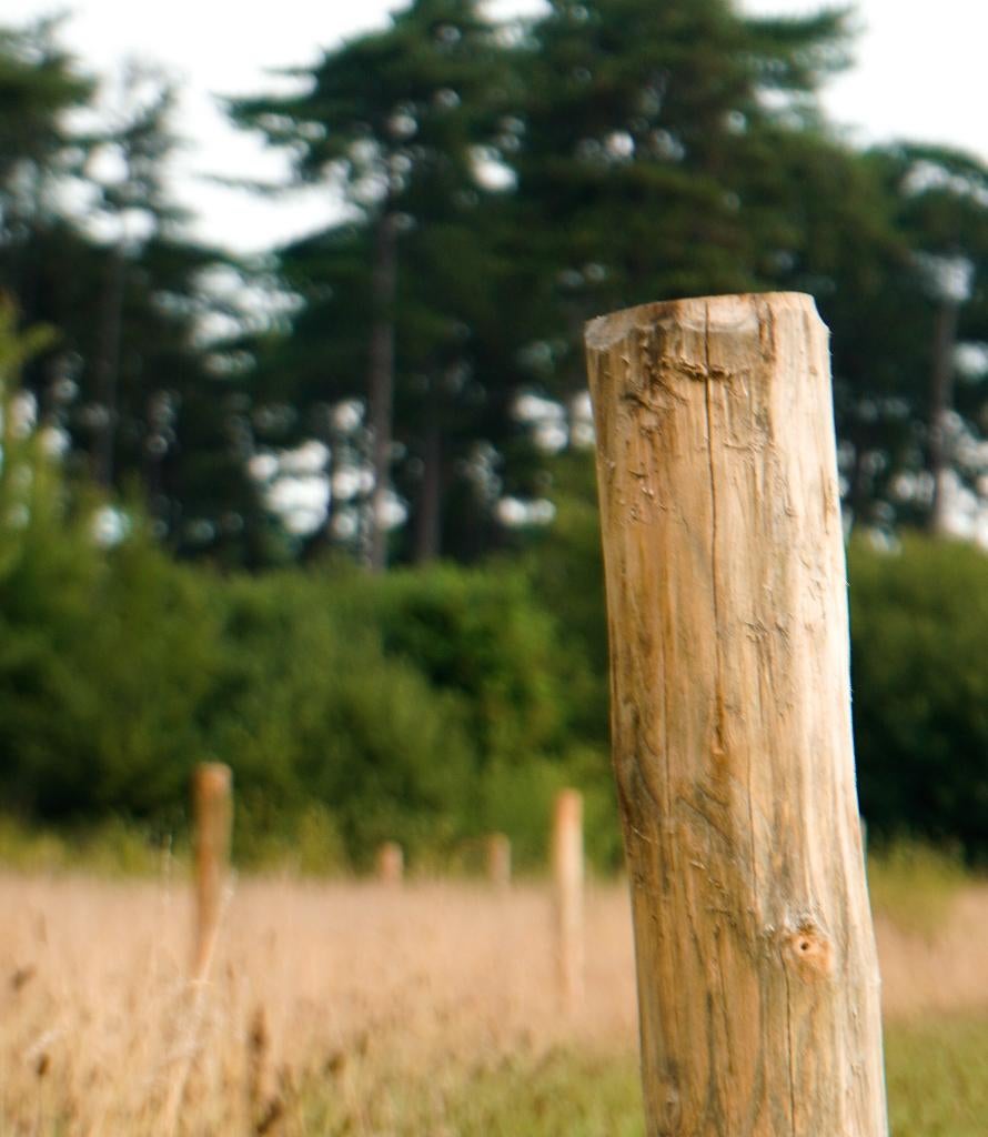 Robinia palen geschild en gepunt in diverse maten, Ophalen, Nieuw, Palen