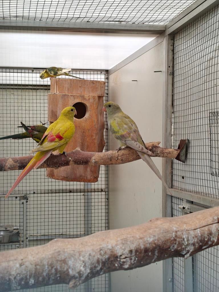 Bergparkiet mutaties 2025, Meerdere dieren, Parkiet, Geringd