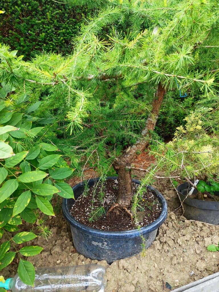 Oude larix startplant bonsai in pot, Ophalen, In pot