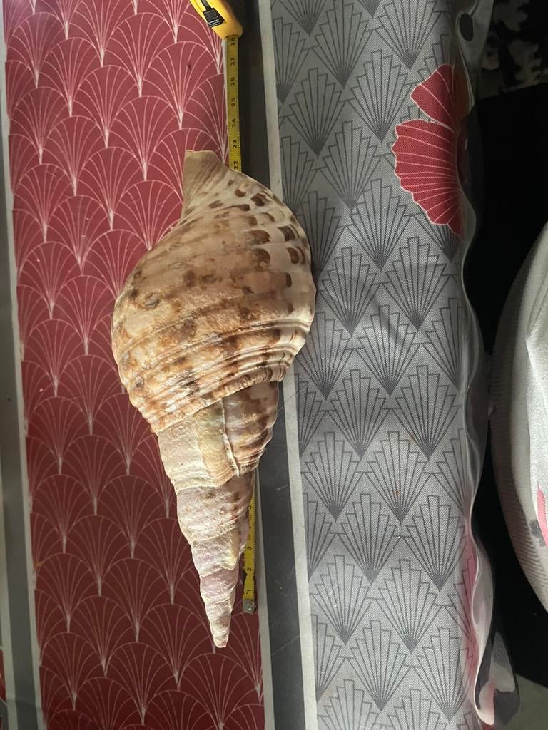 Schelpen, Ophalen of Verzenden, Schelp(en)