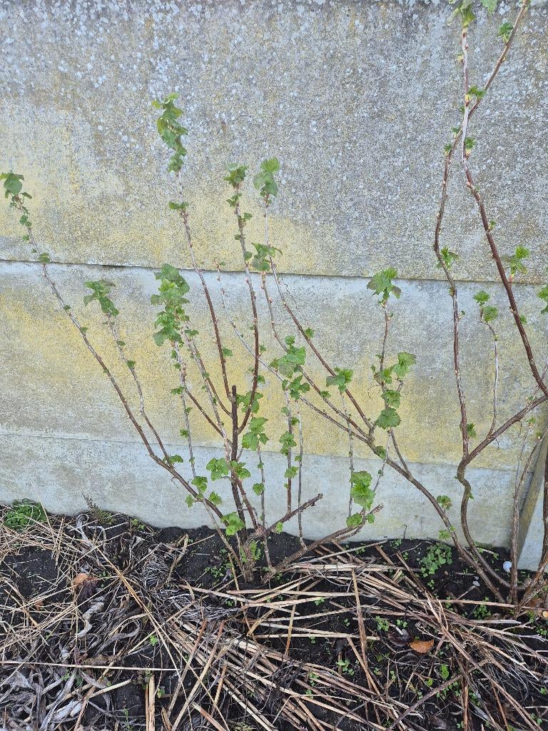 Klein fruit, Enlèvement