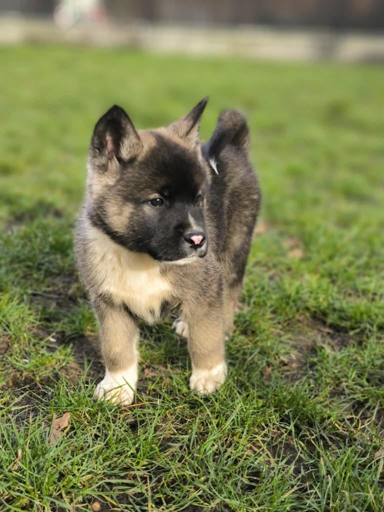 Belgische akita pups!, Parvo, België, Overige rassen, 8 tot 15 weken