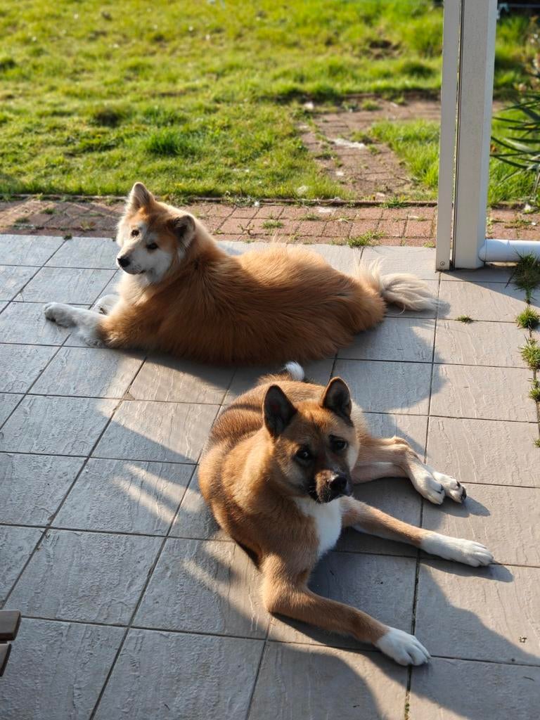 Gezocht, huis te huur