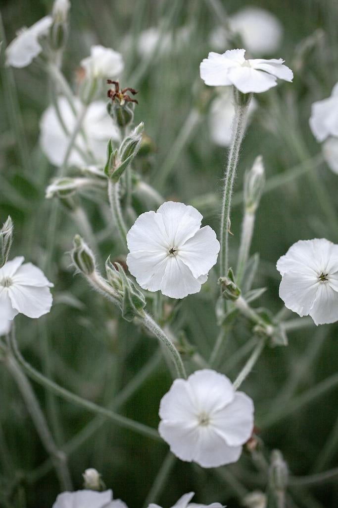 Prikneus Wit zaden, Lychnis coronaria "Alba", Verzenden