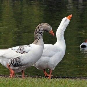 gans, Dieren en Toebehoren, Pluimvee
