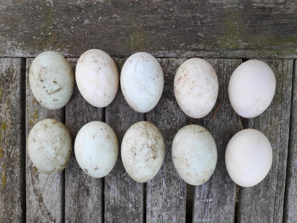 Indische loopeend broedeieren, Dieren en Toebehoren, Ophalen