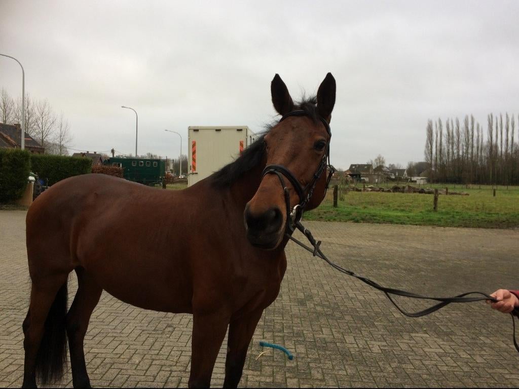 Gezelschapsmerrie Lord Leatherdale x Kennedy, Dieren en Toebehoren, Paarden, Merrie, Met stamboom, Niet van toepassing, Dressuurpaard