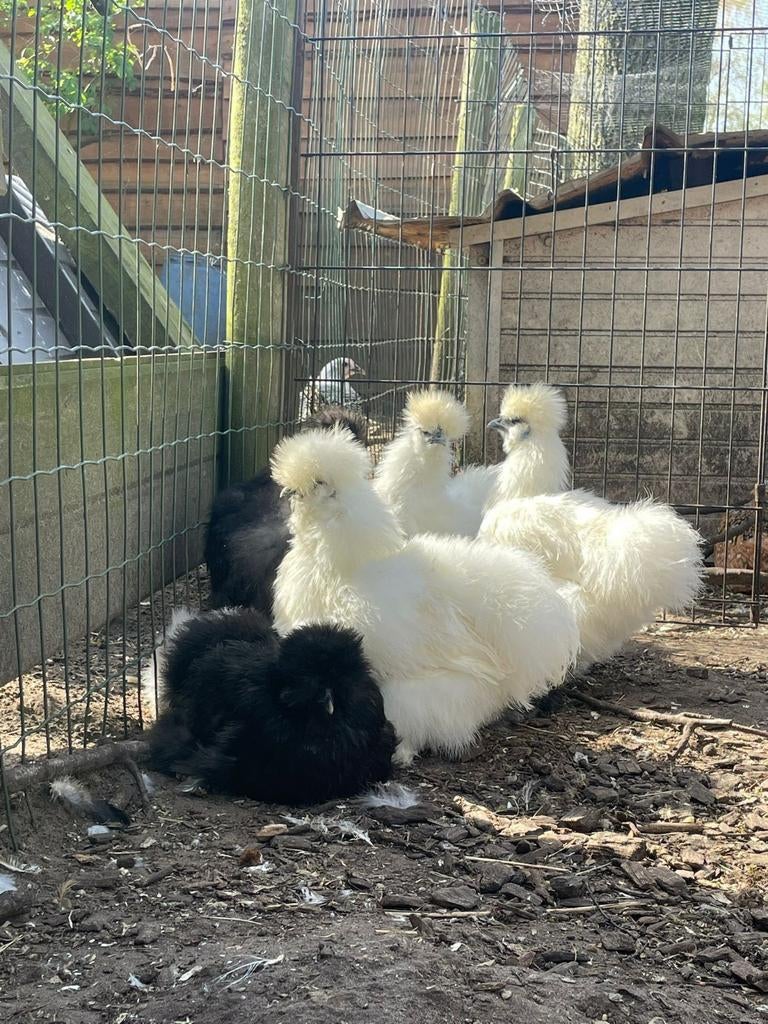 Zijdehoenders, Dieren en Toebehoren, Pluimvee