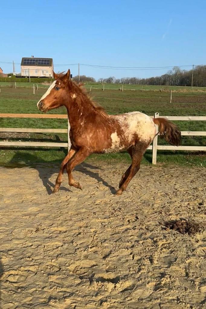 Poulain apaloosa 2 ans, Animaux & Accessoires