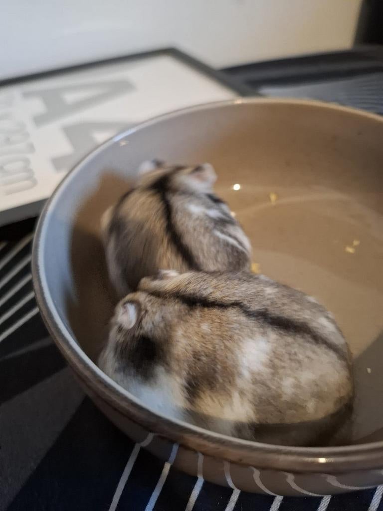 Dwerghamsters, Dieren en Toebehoren, Knaagdieren, Februari, Hamster, Tam