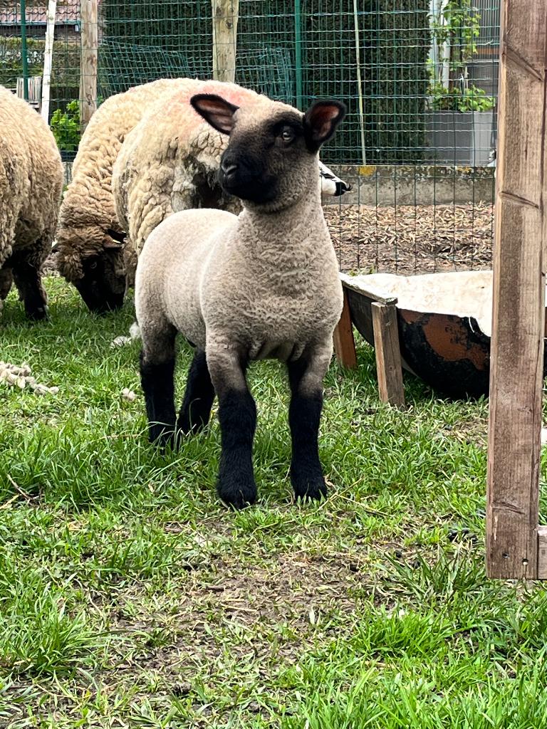 Hampshire down mama ooi met ram lam, Dieren en Toebehoren, Vrouwelijk, Schaap