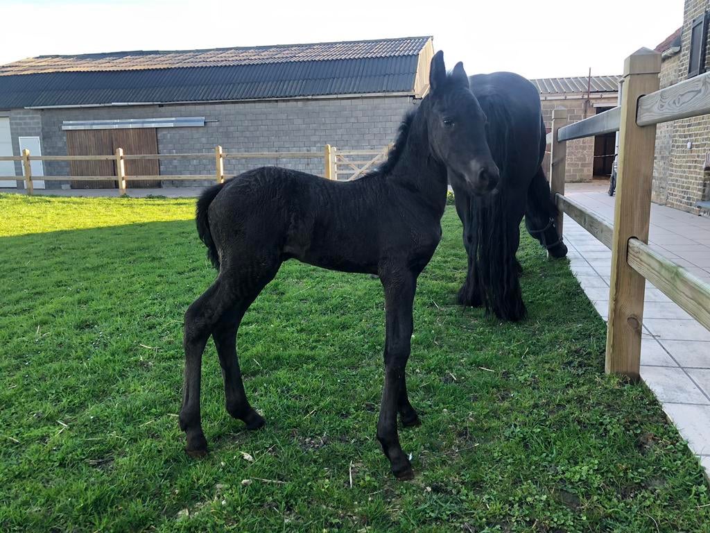 Poulain frison à vendre, Animaux & Accessoires, Enlèvement