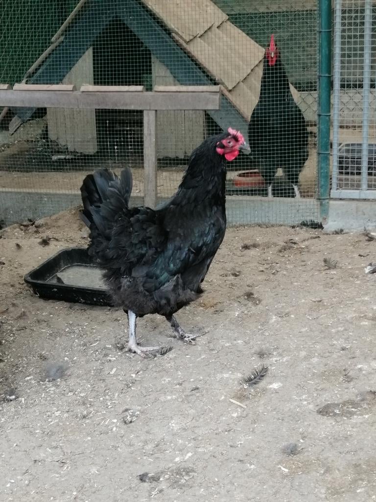 Kuikens, hennetjes van marans, Dieren en Toebehoren, Pluimvee, Vrouwelijk, Kip